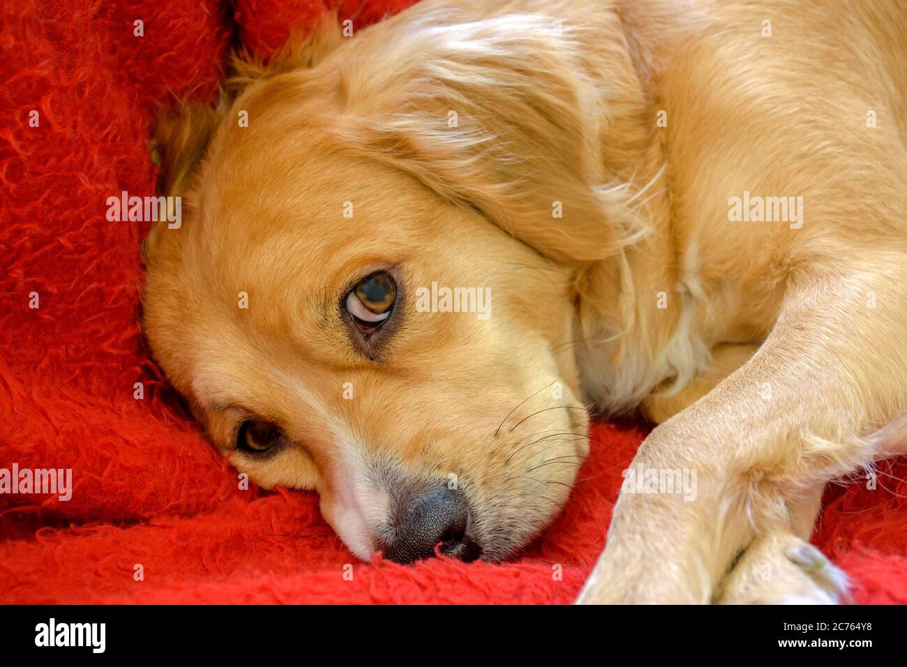 Mongrel cane cucciolo closeup guardando curioso alla macchina fotografica Foto Stock