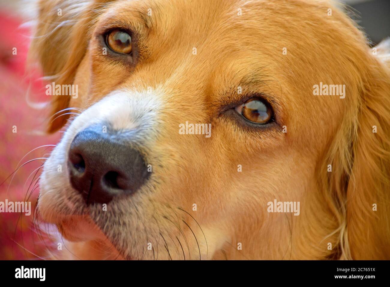 Mongrel cane cucciolo closeup guardando curioso alla macchina fotografica Foto Stock