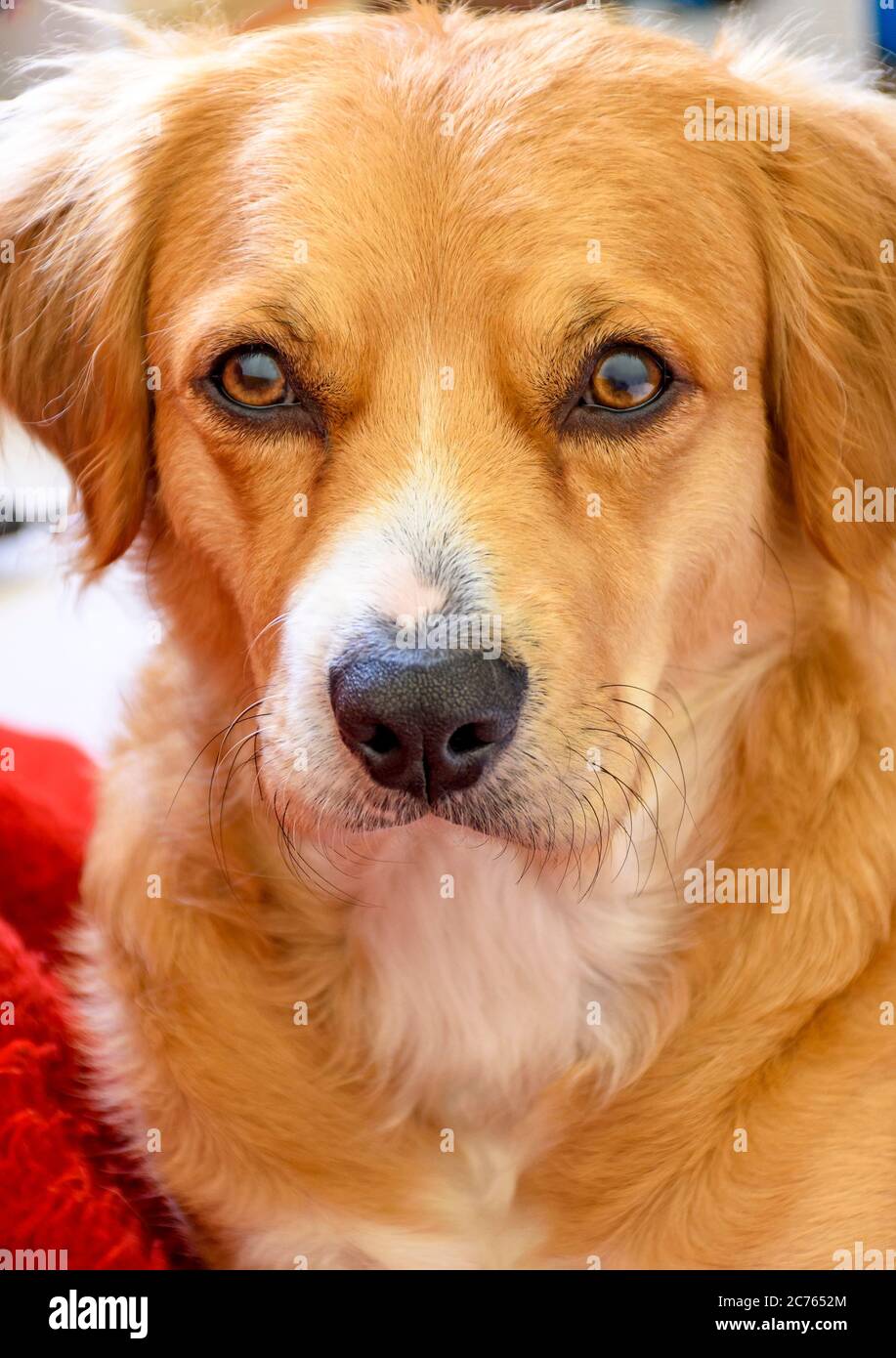 Mongrel cane cucciolo closeup guardando curioso alla macchina fotografica Foto Stock