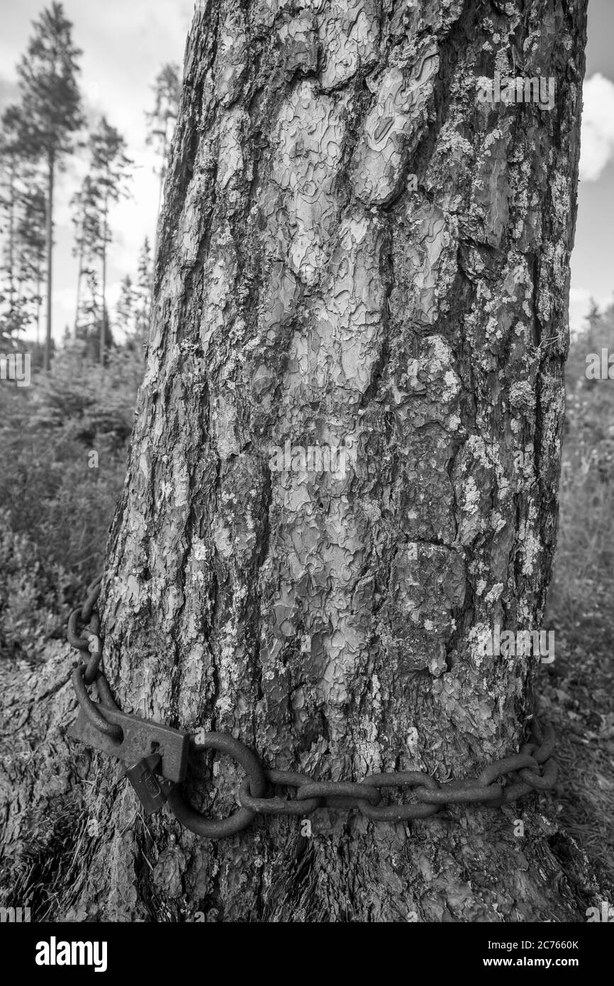 Catena di ferro chiusa avvolta intorno ad un vecchio tronco di pino , Finlandia Foto Stock