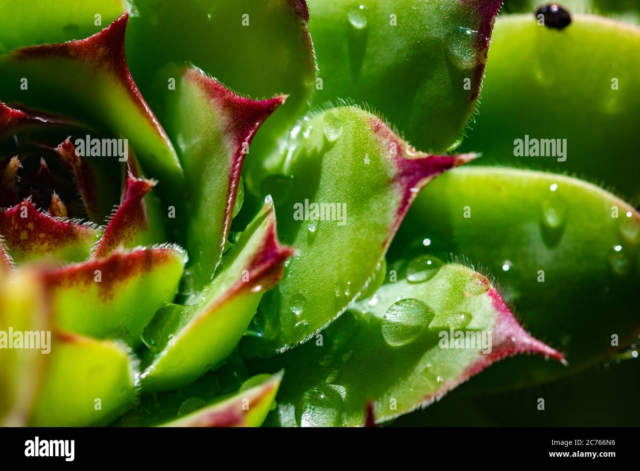 primo piano immagine di un verde di guoseleek, succulente, semprevivo, con gocce d'acqua Foto Stock