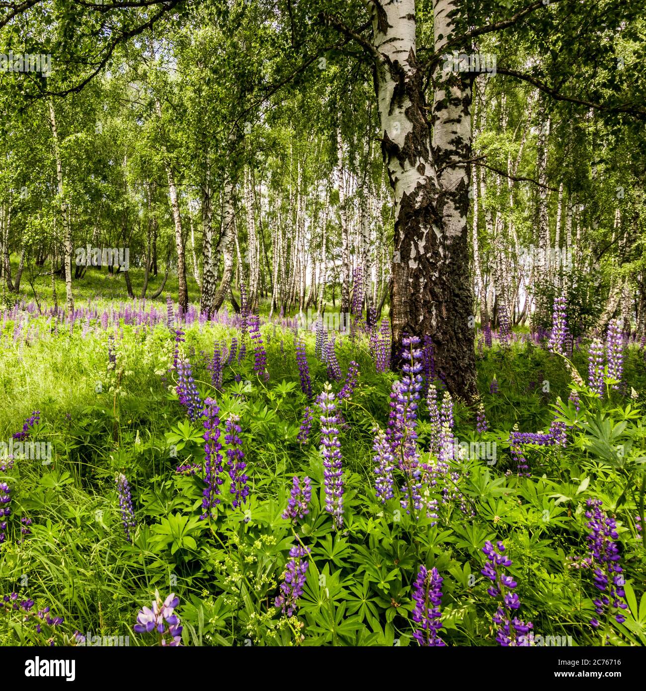 Lupini viola in una foresta di betulla tra i tronchi in una giornata estiva. Orizzontale. Foto Stock