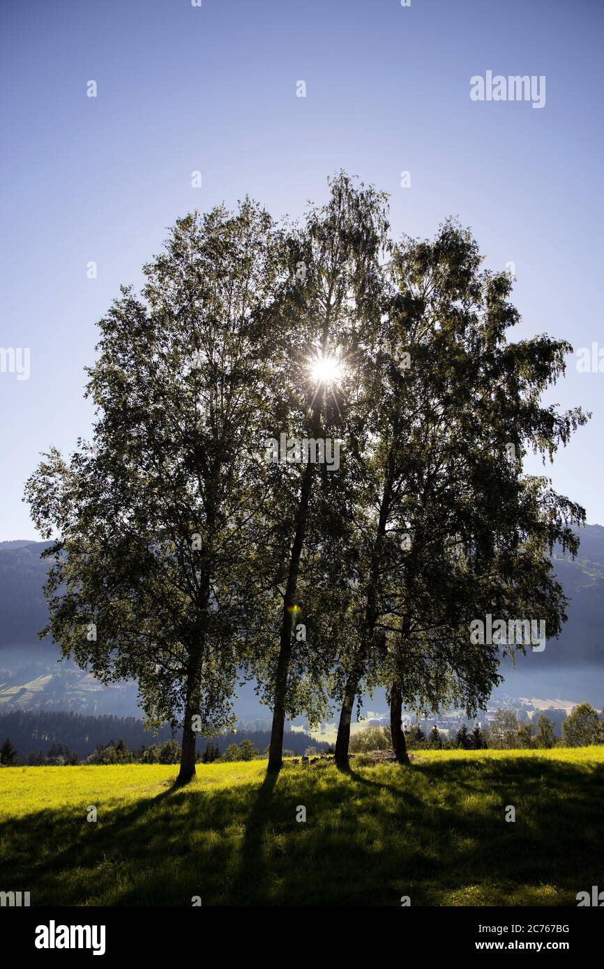 Silhouette di un gruppo di quattro alberi Kitzbuehel, Tirolo, Austria, Europa Foto Stock