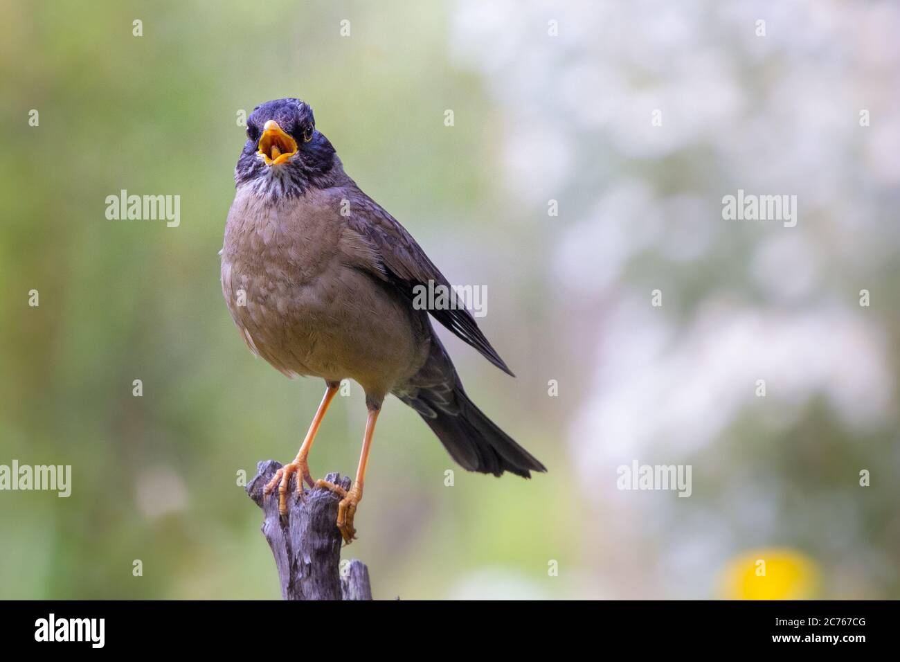 Tordo australe (Turdus falcklandii) su un albero di ramo - Ushuaia - Argentina Foto Stock