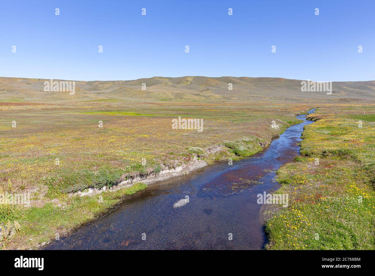 Studio Bellavista, con campo fiorito in primavera - Magallanes e Cilena Antartide Regione Foto Stock