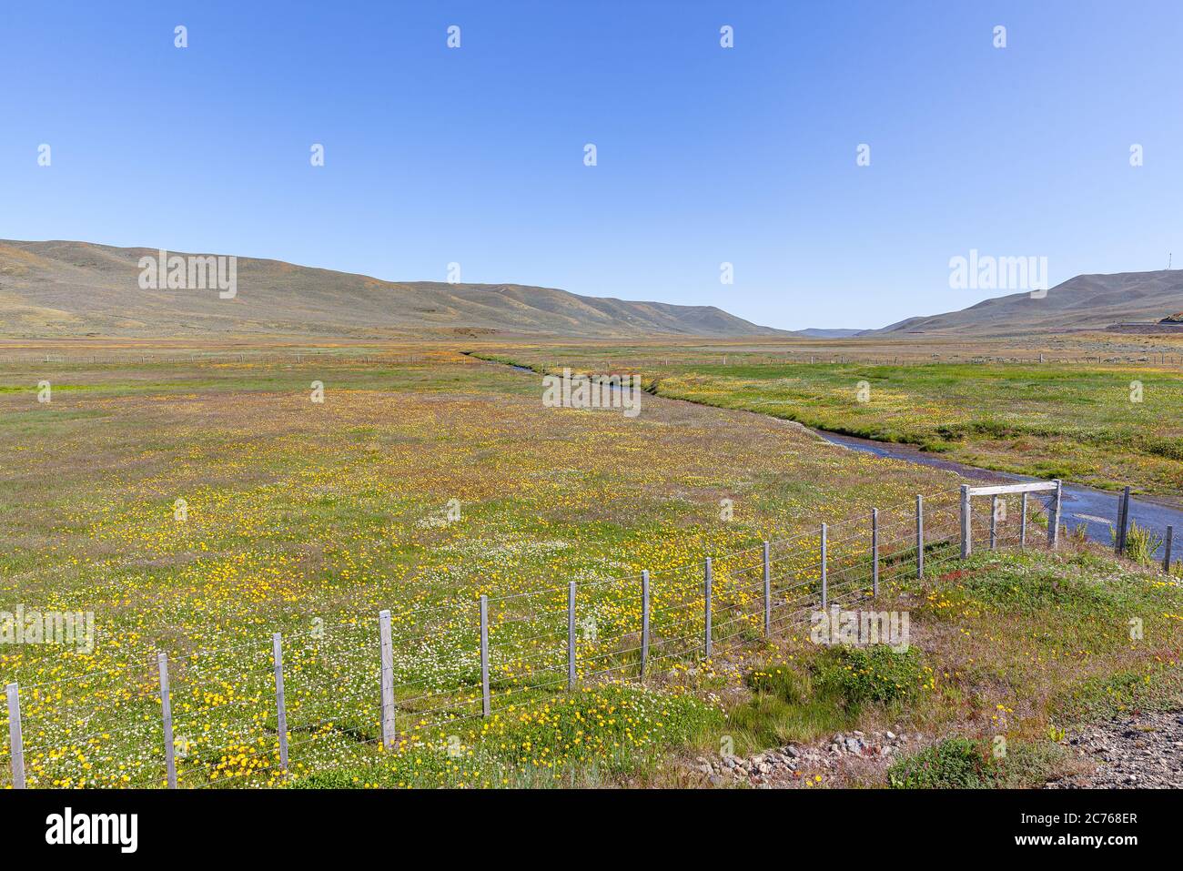Studio Bellavista, con campo fiorito in primavera - Magallanes e Cilena Antartide Regione Foto Stock