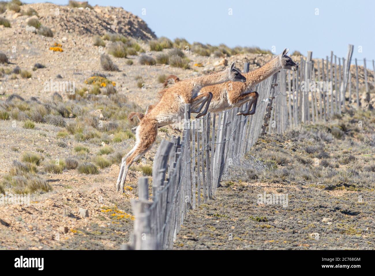 Guanacos jumping a wire recinzione - Provincia di Santa Cruz - Argentina Foto Stock