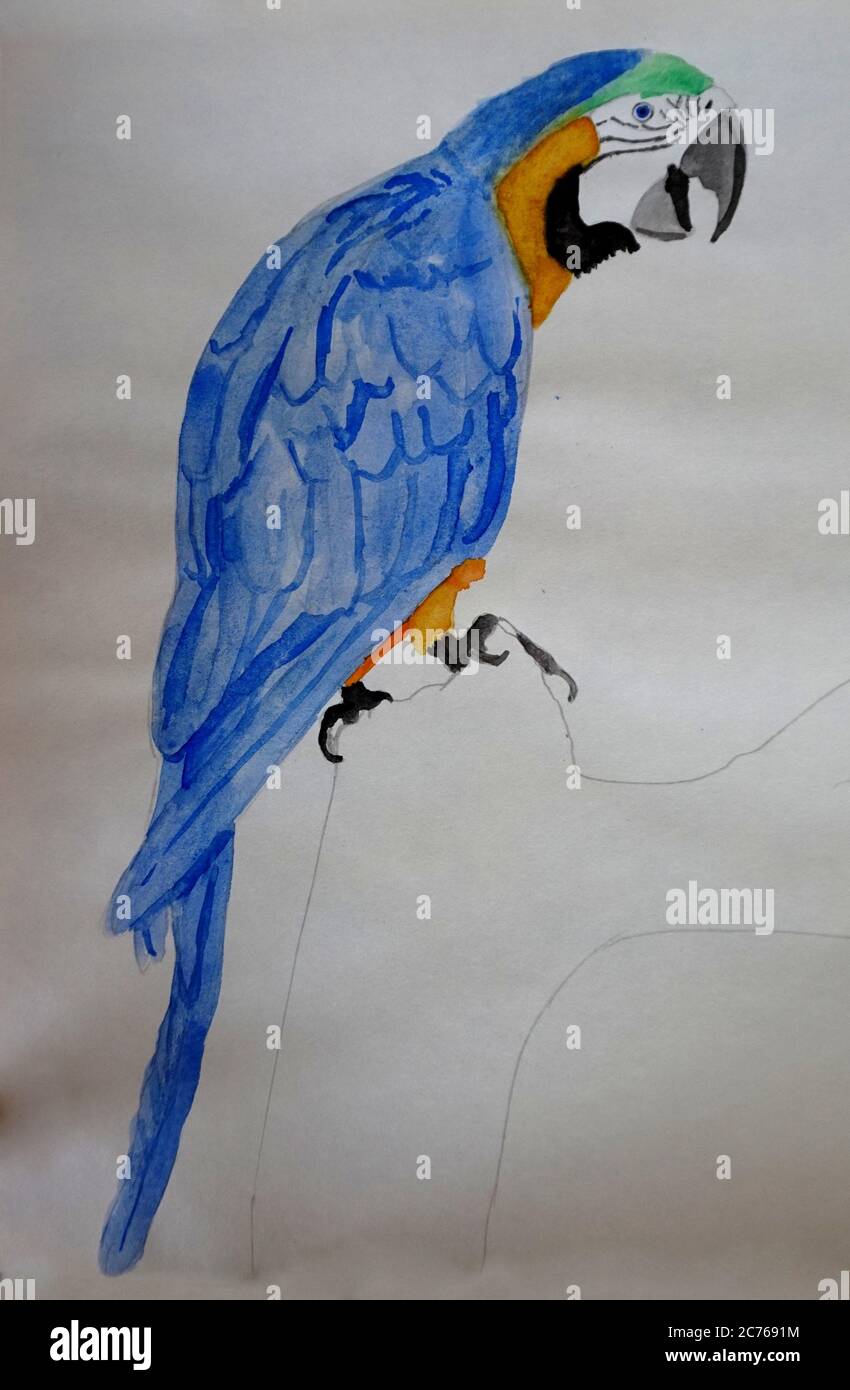 Pittura acquerello di una macaw blu-e-oro (Ara arauna) Foto Stock
