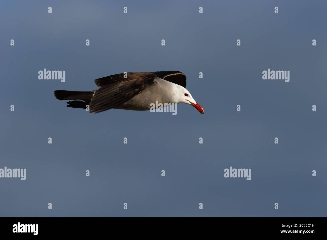 Immagine closeup di un gabbiano in volo Foto Stock