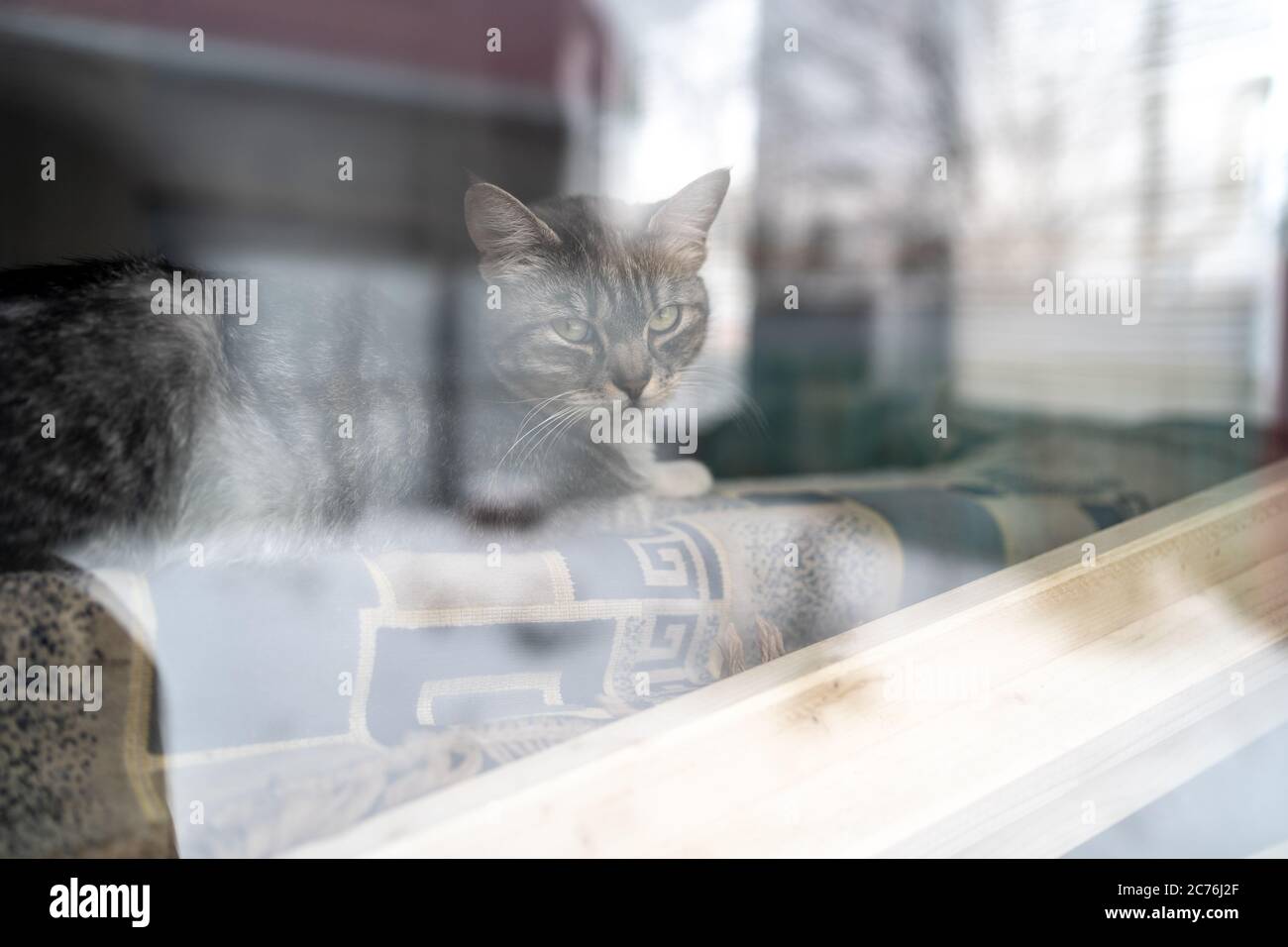 Cat riposa dietro il finestrino a casa. Gatto carino sdraiato sul retro del divano dietro la finestra e riposarsi a casa in una giornata tranquilla Foto Stock