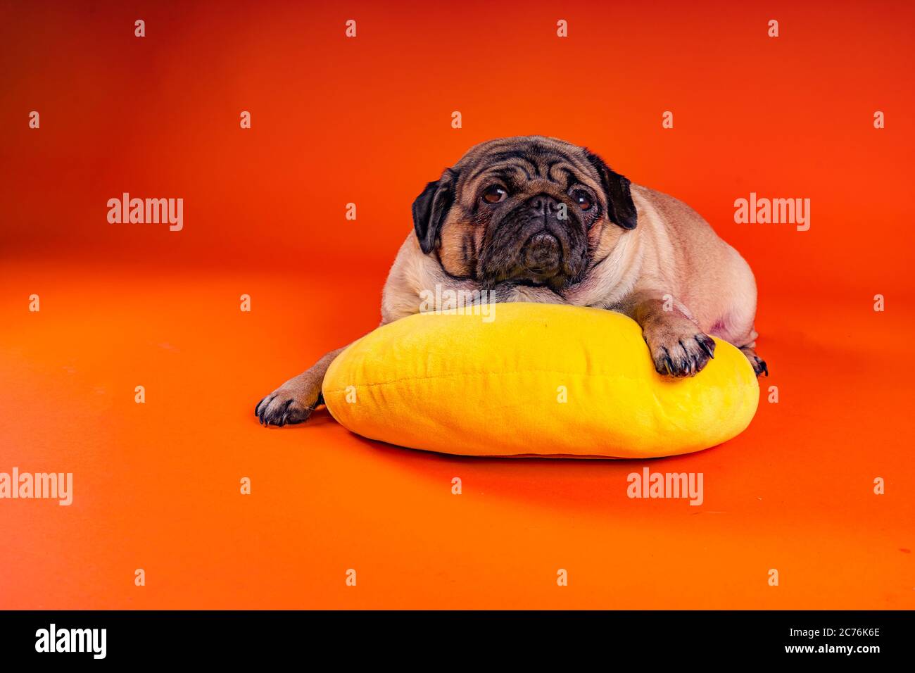 Bel pug sdraiato su un cuscino giallo. Carino cane riposante su sfondo arancione. Foto Stock