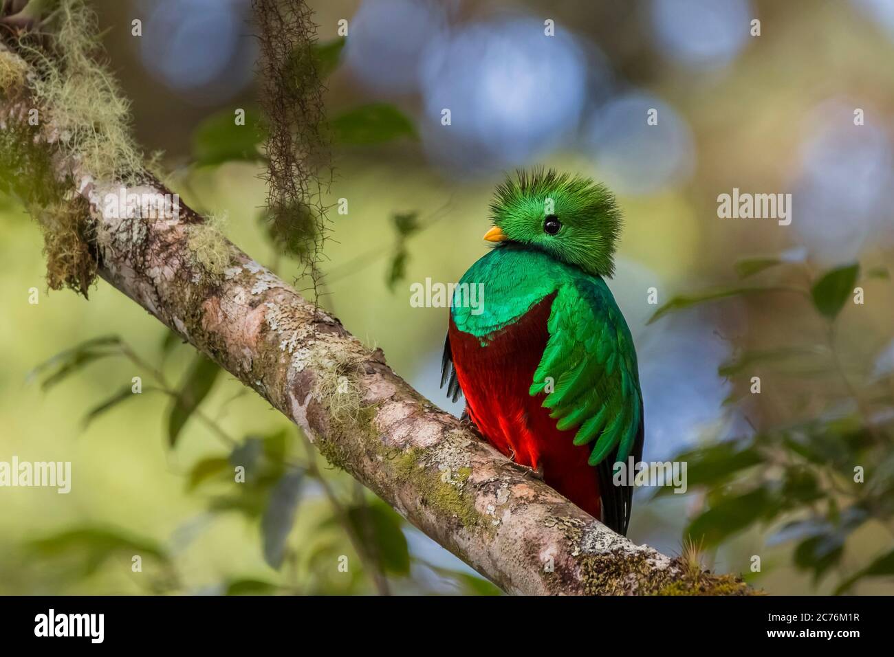 Risplendente Quetzal (Pharomatachrus movinno) arroccato su un ramo nella foresta di nubi, Costa Rica Foto Stock
