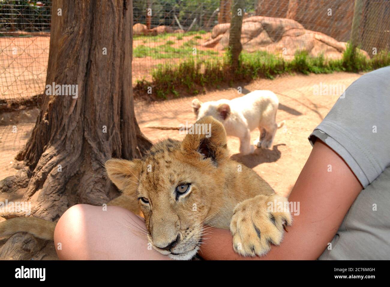 Piccolo cucciolo di leone che riposa nel grembo di un volontario Foto Stock