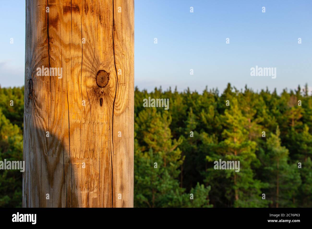 Verde bosco di legno tenero dal punto di vista Foto Stock