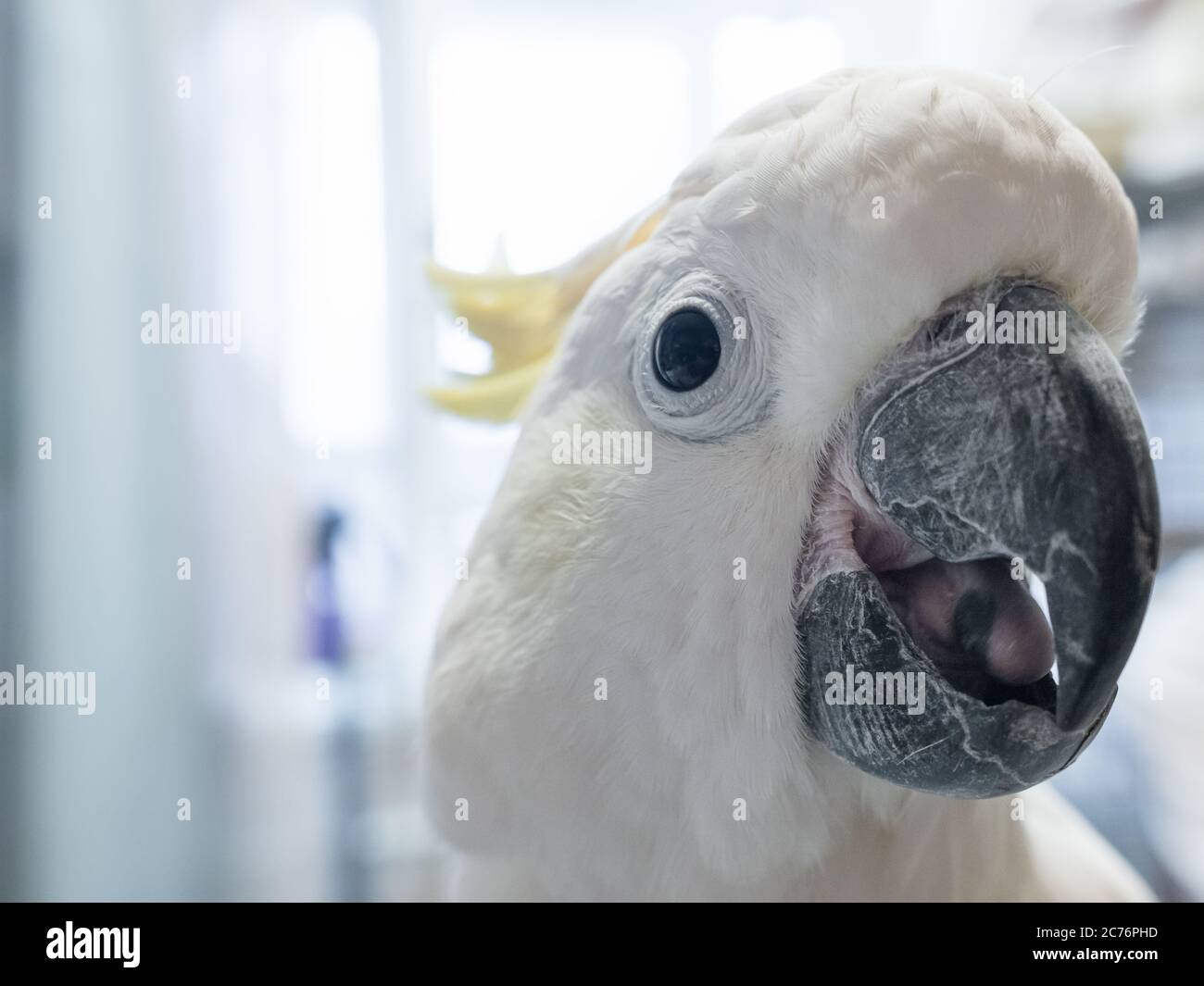 Minore zolfo-Crested Cocatoo uccello closeup ritratto. Animale domestico esotico Foto Stock