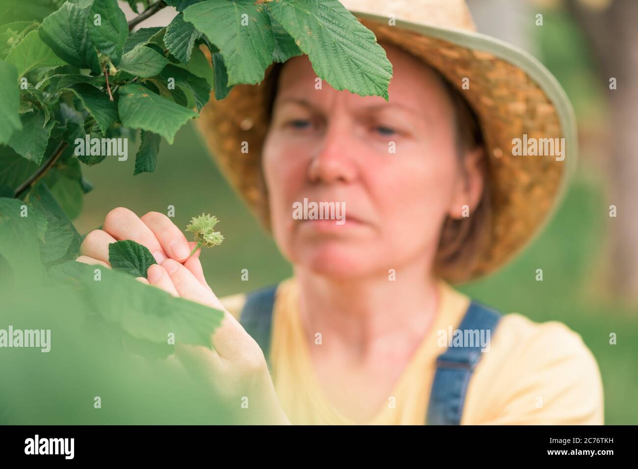 Agricoltore femminile che esamina la frutta a nocciole in frutteto biologico, prodotto localmente coltivato concetto, fuoco selettivo Foto Stock