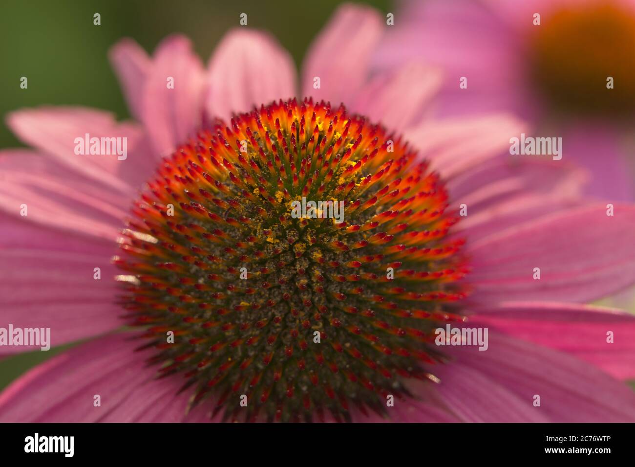 macro di fiore rosa scuro cono Foto Stock