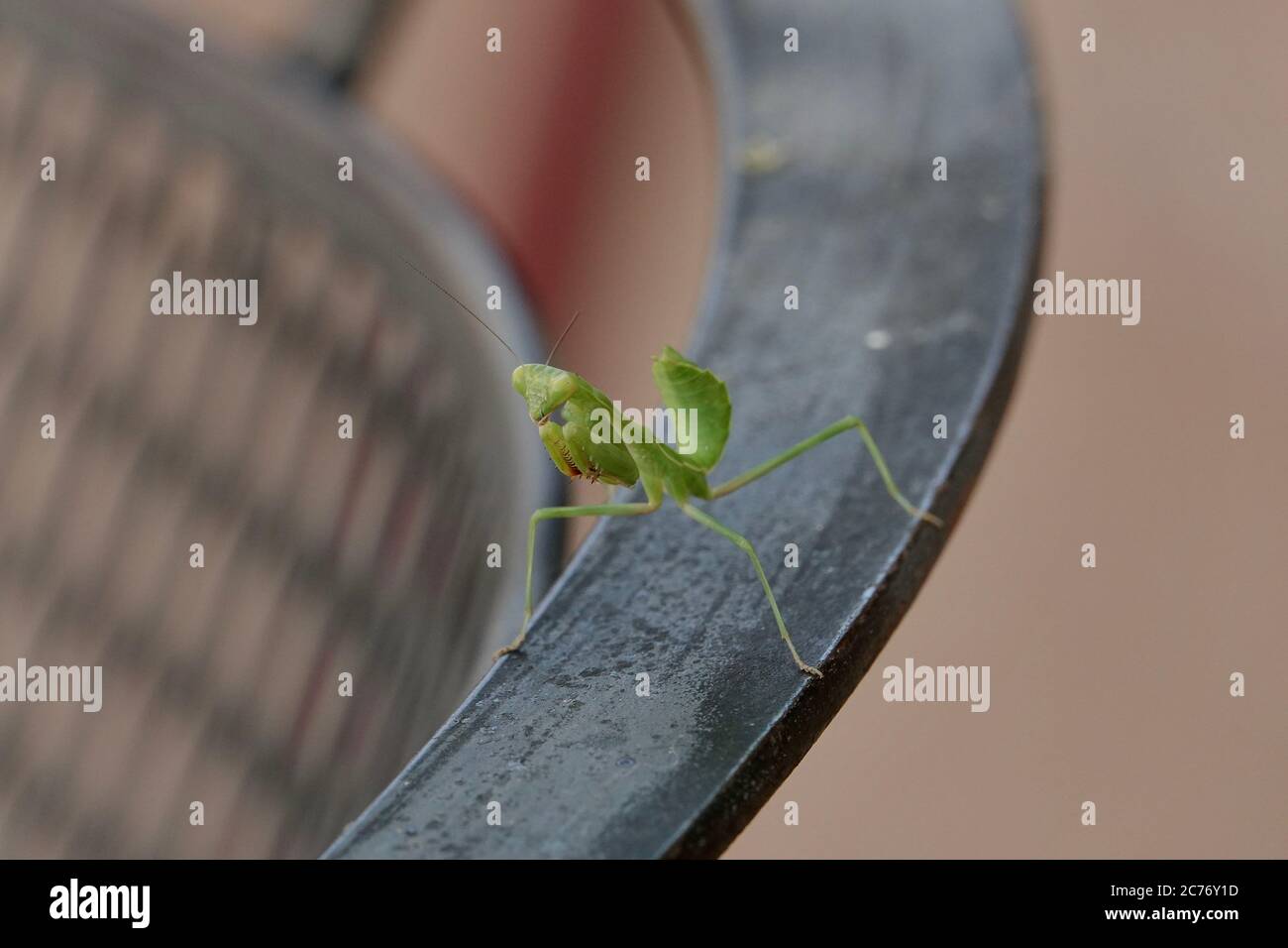 Un primo piano di una mantide in preghiera. Foto Stock