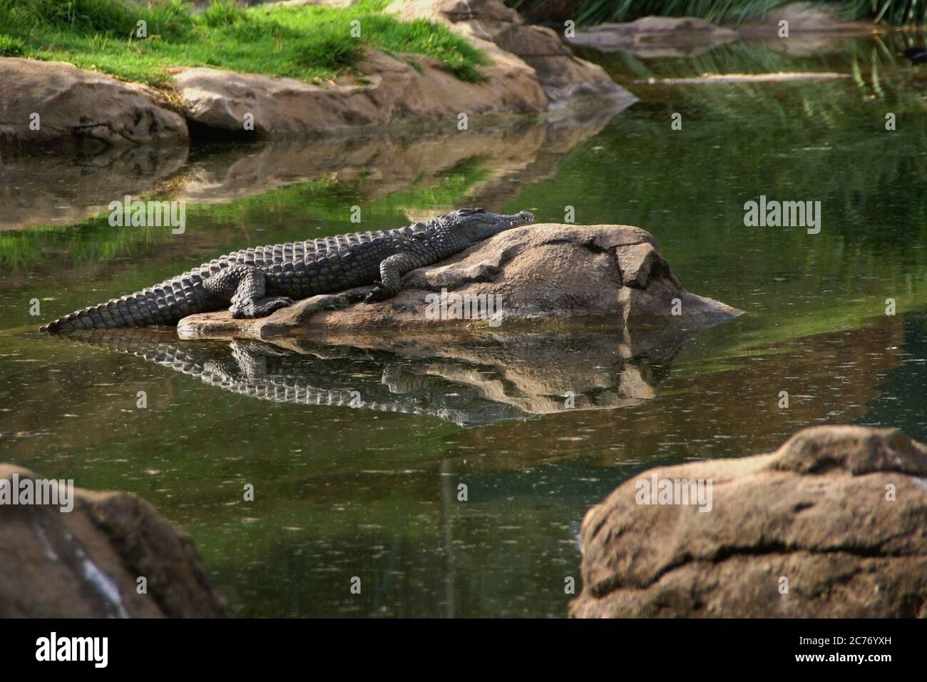 Un coccodrillo adagiato su una roccia al bordo dell'acqua con il suo riflesso nell'acqua Foto Stock