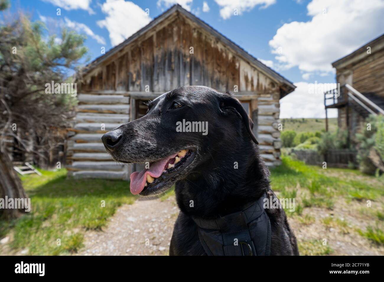 Il cane da retreiver Black labrador ama trascorrere una giornata al Bannack Ghost Town, un parco nello stato del Montana in cui sono ammessi gli animali domestici Foto Stock