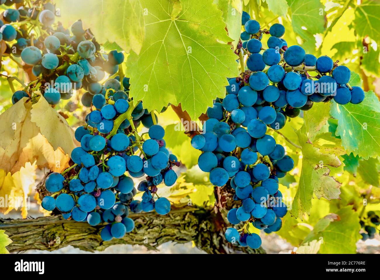 Uve mature su vite in autunno, pronte per essere raccolte. Provenza, Francia. Foto Stock