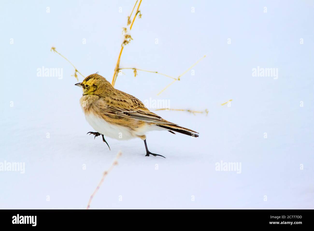 Natura invernale e uccello. Fondo bianco di neve. Uccello: Ark cornuto. Eremophila alpestris. Foto Stock