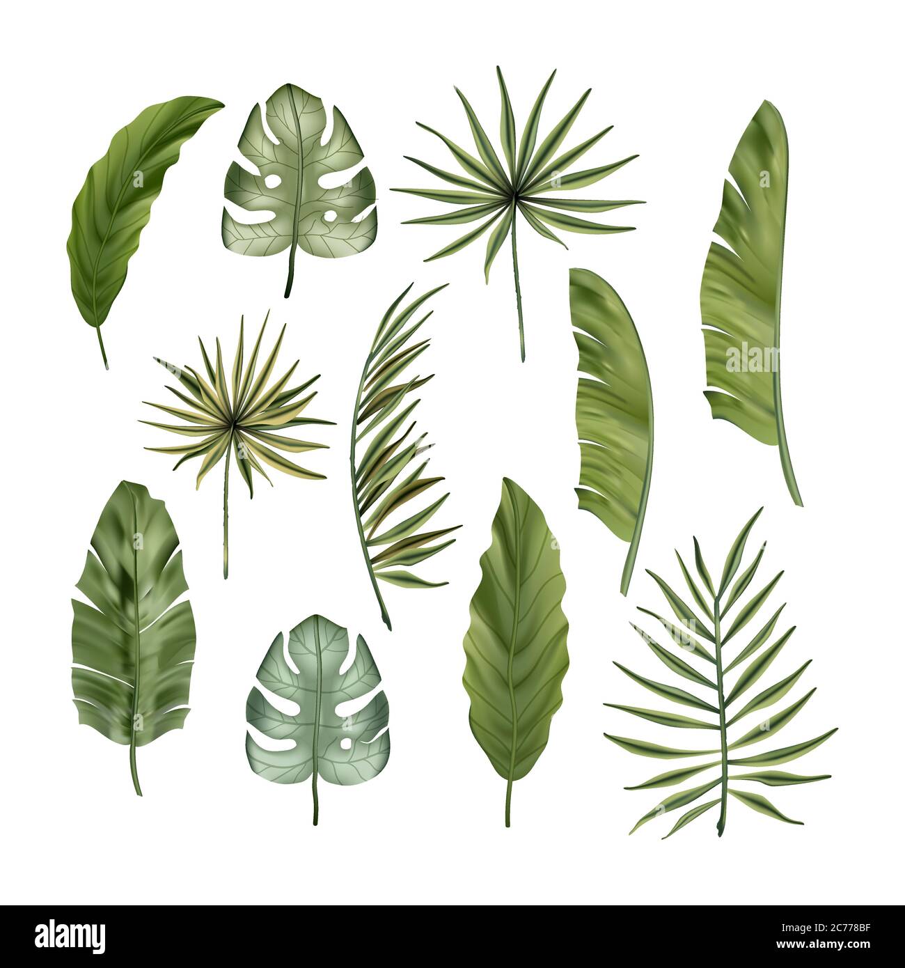 Monstera tropicale dai colori realistici, foglie di banana e set vettoriale monstera. Collezione estiva botanica nella giungla. Carta da parati verde esotico. Illustrazione Vettoriale