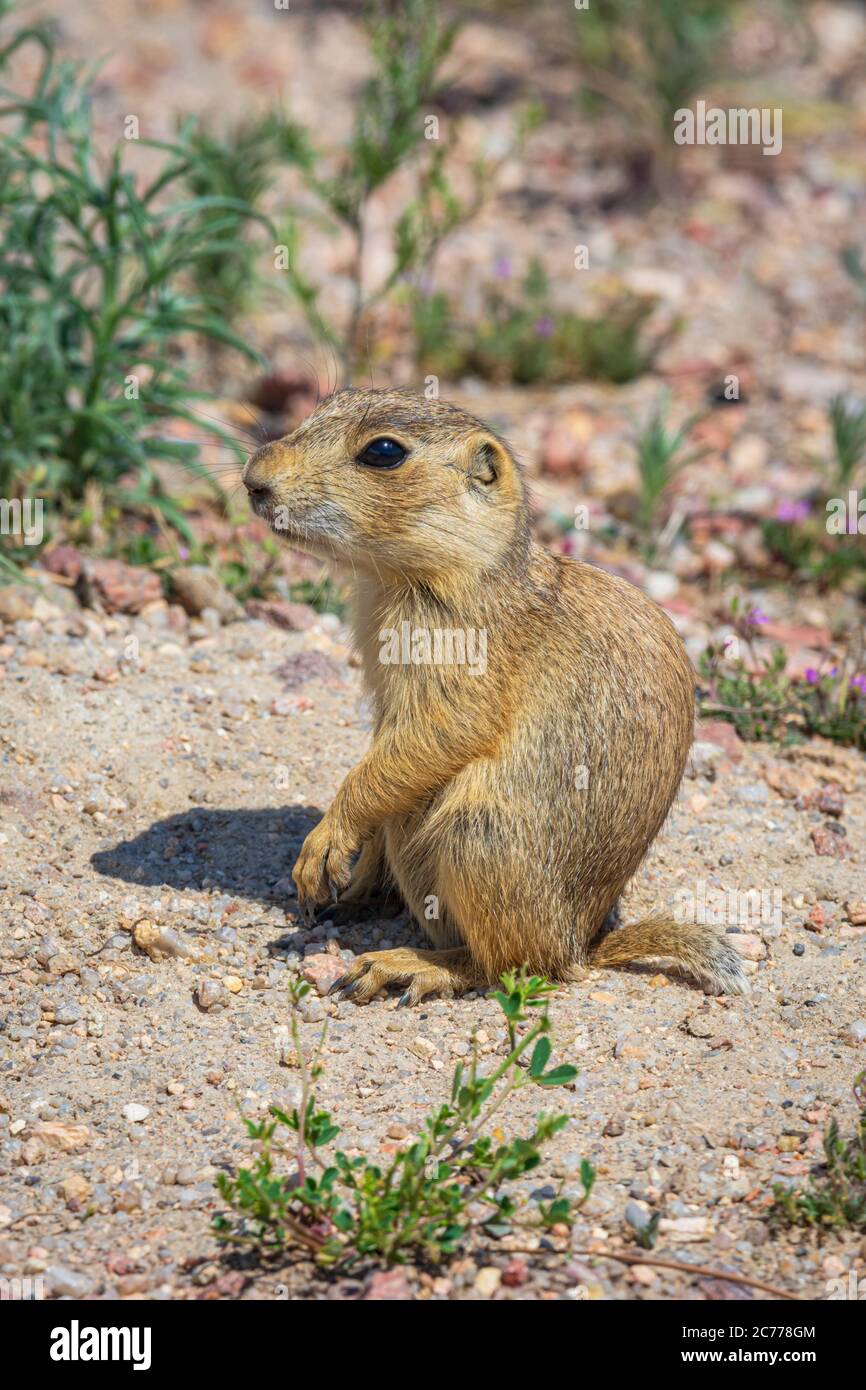 Cuccioli di cane di Prateria di Gunnison (Cynomys gunnisoni), godendo del sole del mattino, Monument Colorado USA. Foto scattata a luglio. Foto Stock