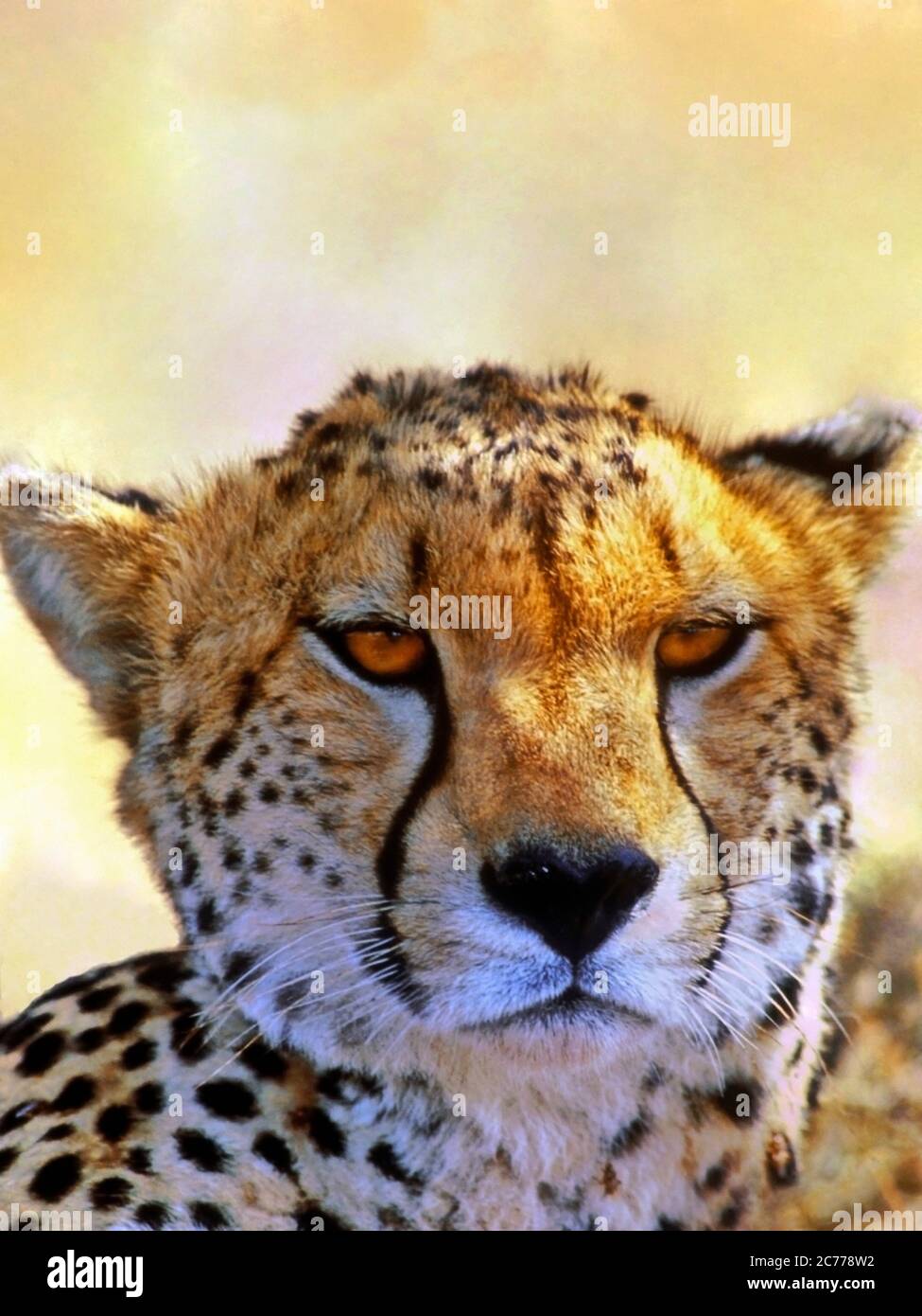 Primo piano Ritratto di una bella natura selvaggia Cheetah Cat. Foto Stock