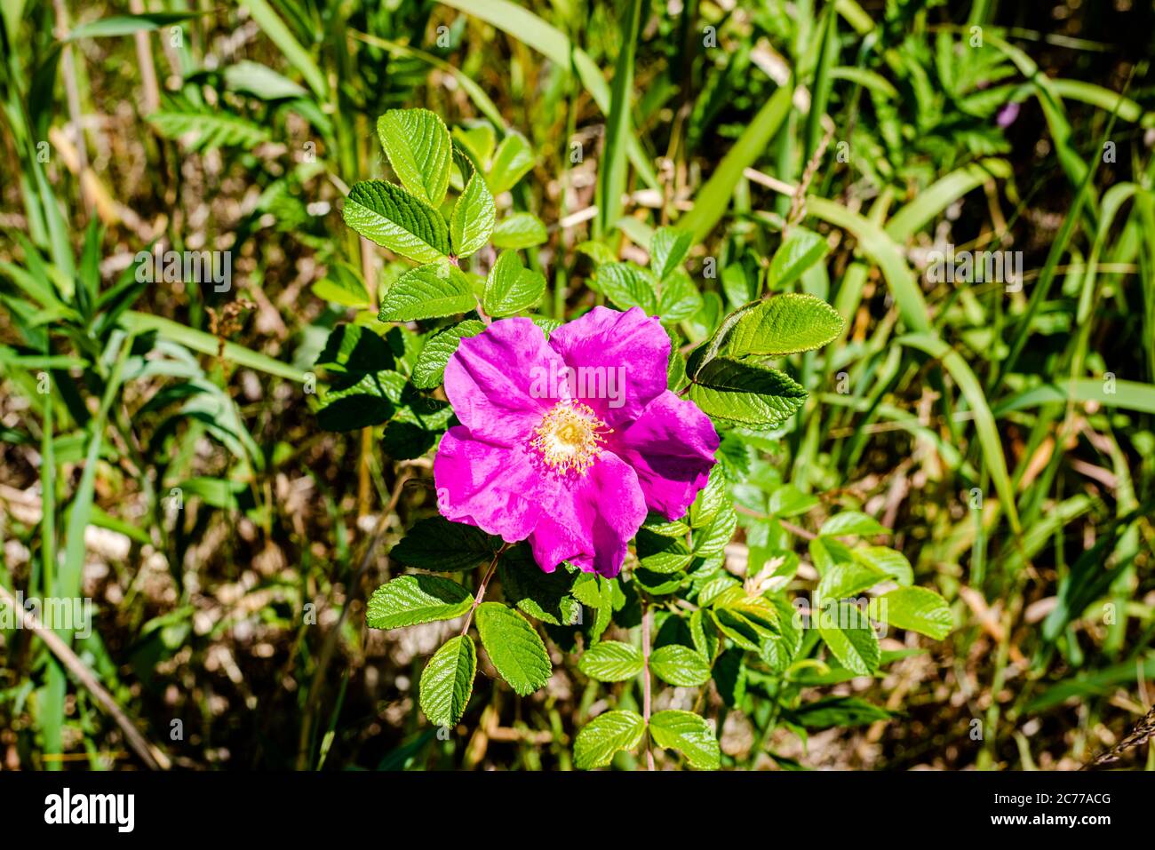 Fiori di rosa-anca nel prato Foto Stock
