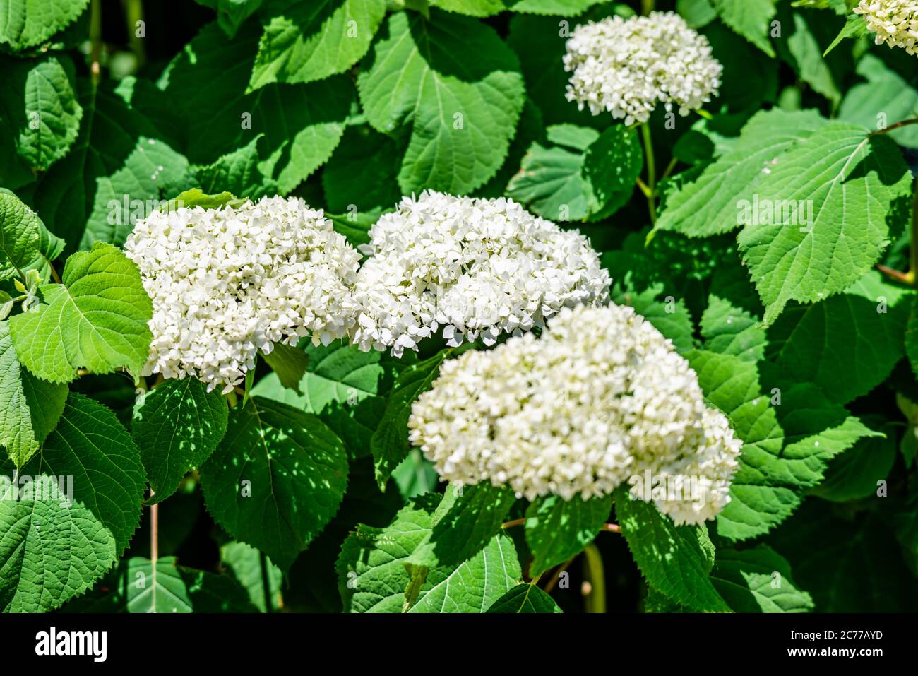 Idrangea bianca in giardino Foto Stock