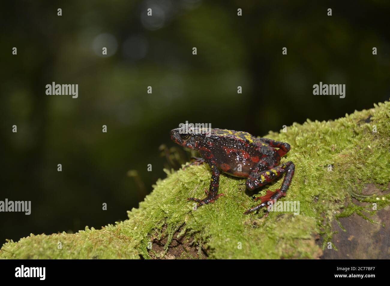 Il rospo sanguinante, il rospo del fuoco, o rospo dell'albero dell'Indonesia (Leptophryne cruentata) è una specie di 'rospo allineare', famiglia Bufonidae, endemic a Giava, Indonesia Foto Stock