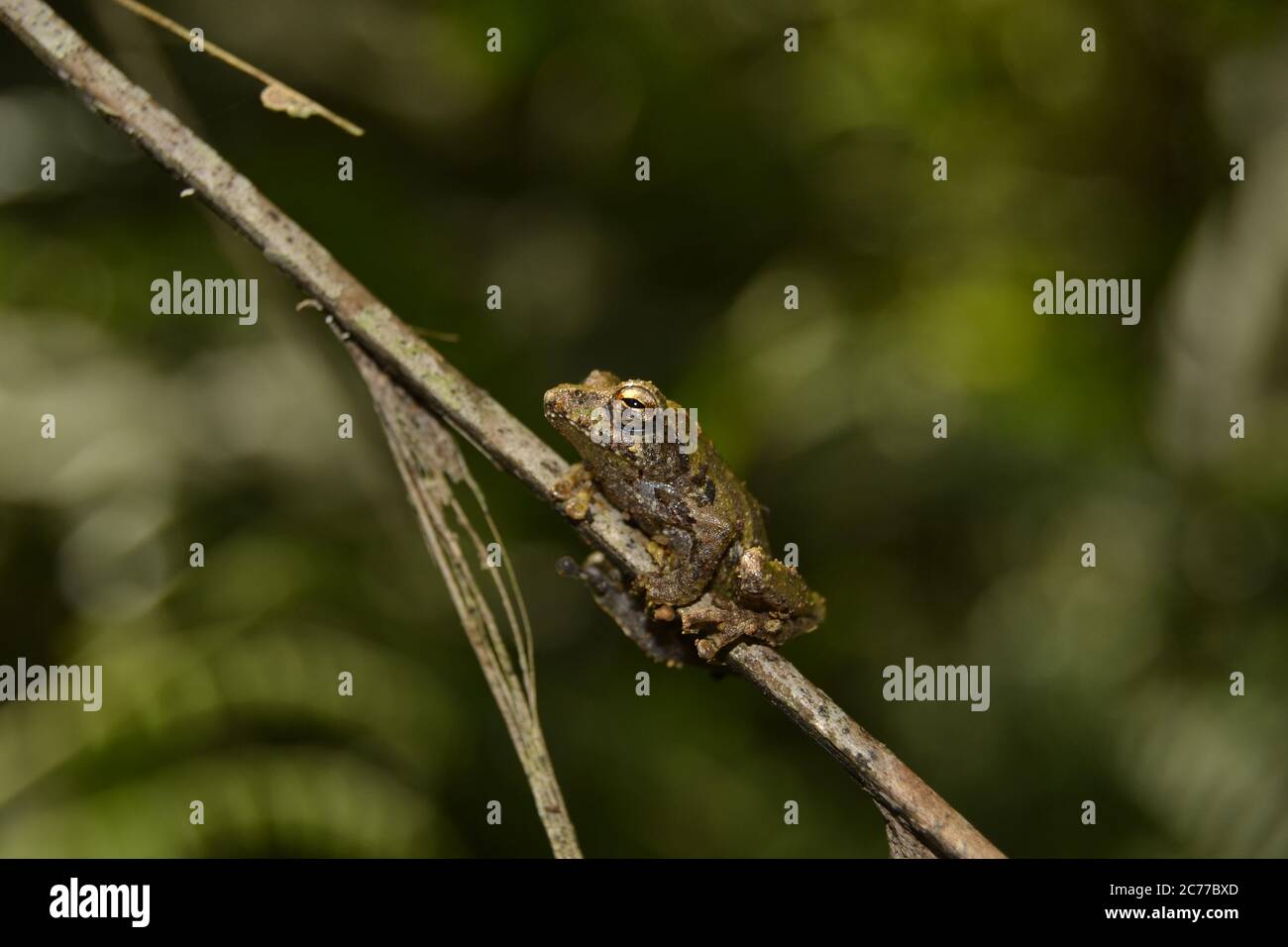 Il rospo sanguinante, il rospo del fuoco, o rospo dell'albero dell'Indonesia (Leptophryne cruentata) è una specie di 'rospo allineare', famiglia Bufonidae, endemic a Giava, Indonesia Foto Stock