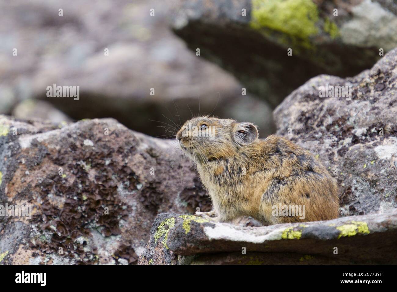 Pika Foto Stock