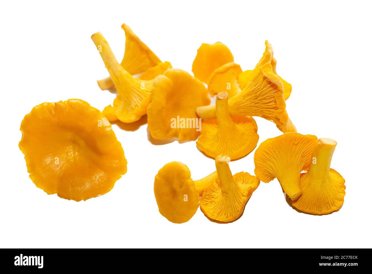 Funghi chanterelle arancio luminoso su sfondo bianco. Raccolta autunnale di funghi chanterelle arancio isolati su sfondo bianco Foto Stock