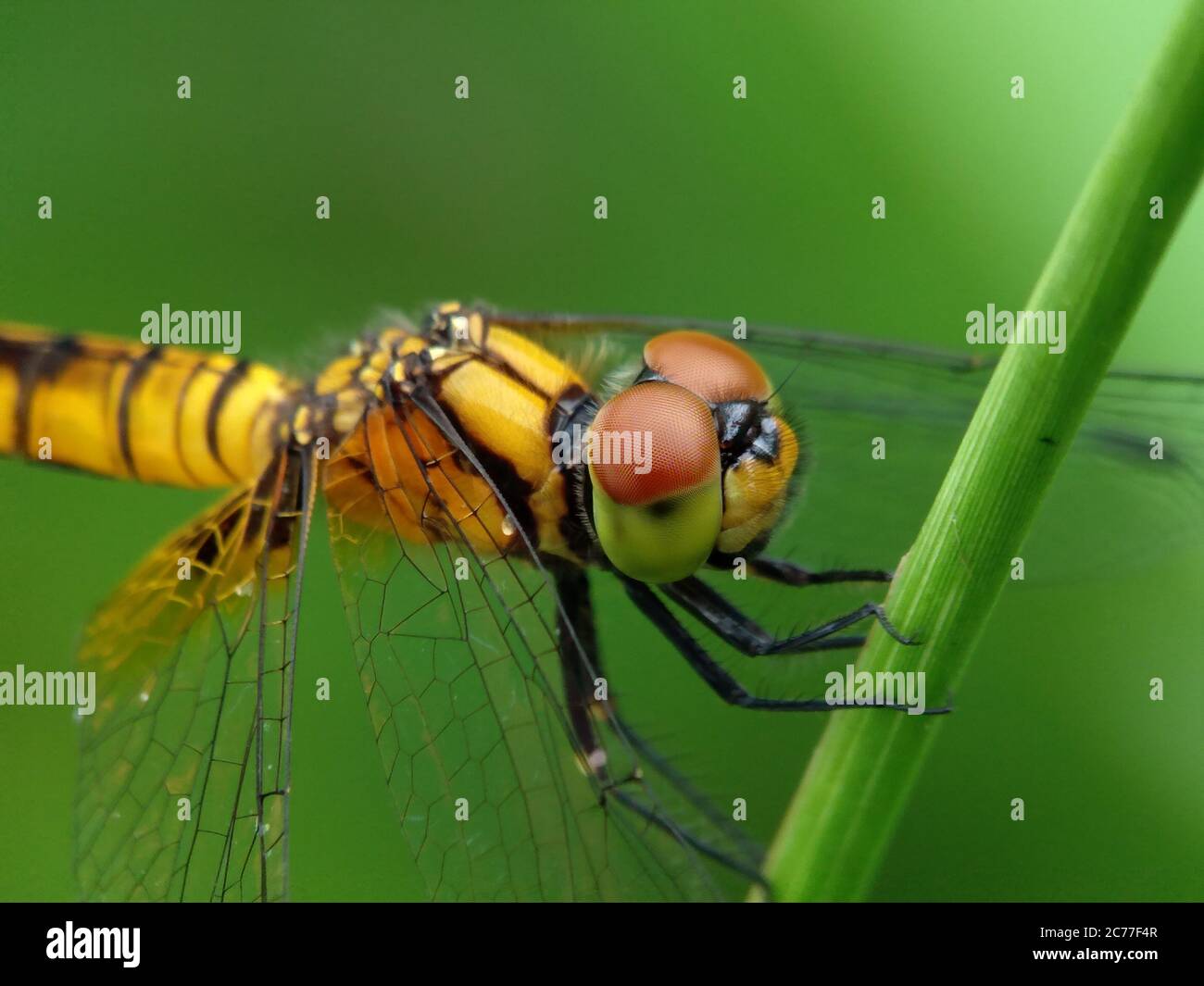 Primo piano libellula su una foglia verde Foto Stock
