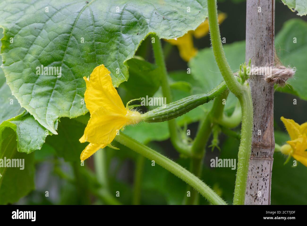 Cucumis Sativus. Giovane cetriolo nimrod f1 frutta e fiori sulla vite in una serra. REGNO UNITO Foto Stock