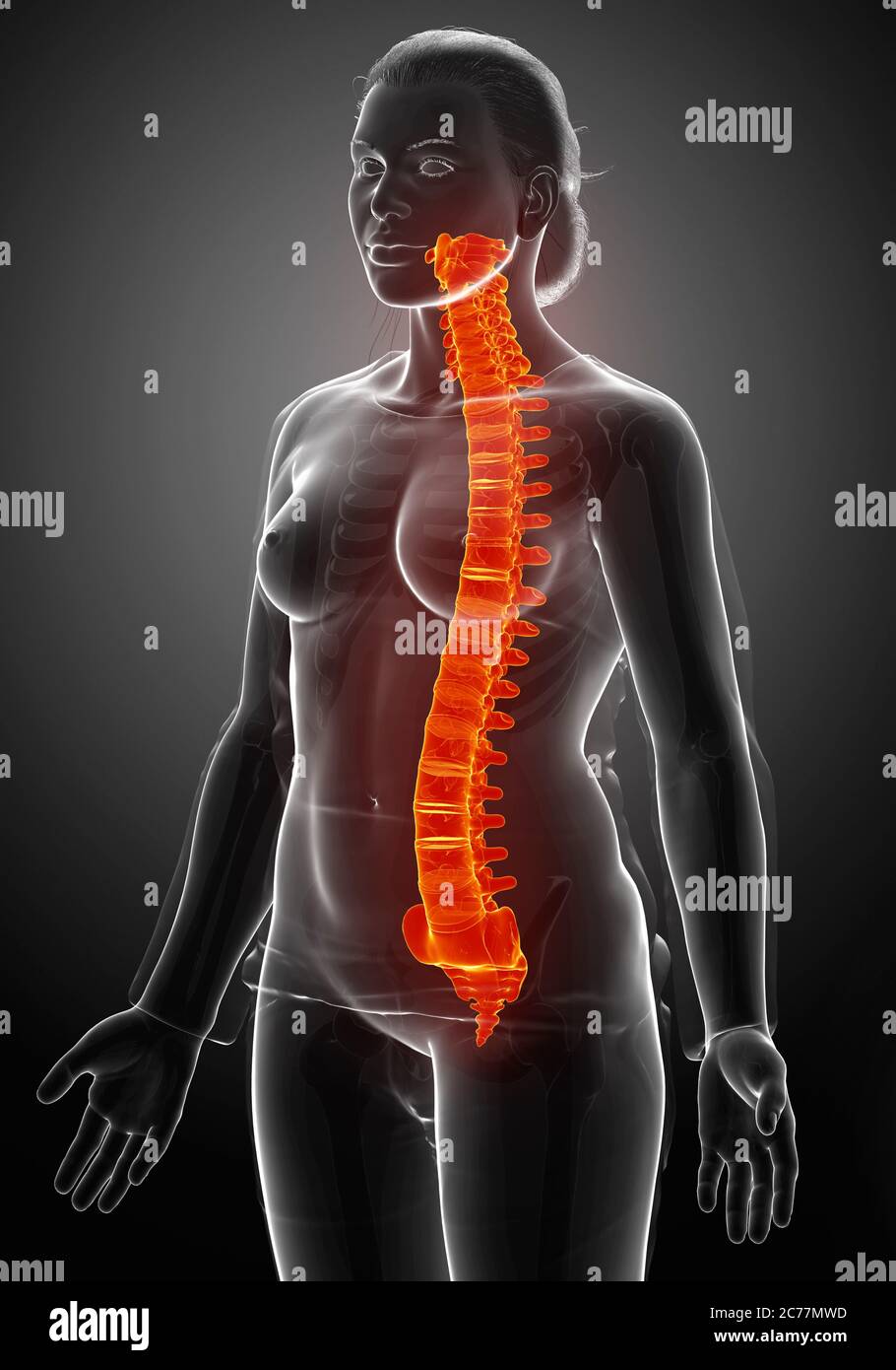 rappresentazione 3d con rappresentazione medica accurata di una colonna vertebrale illuminata in modo elevato Foto Stock