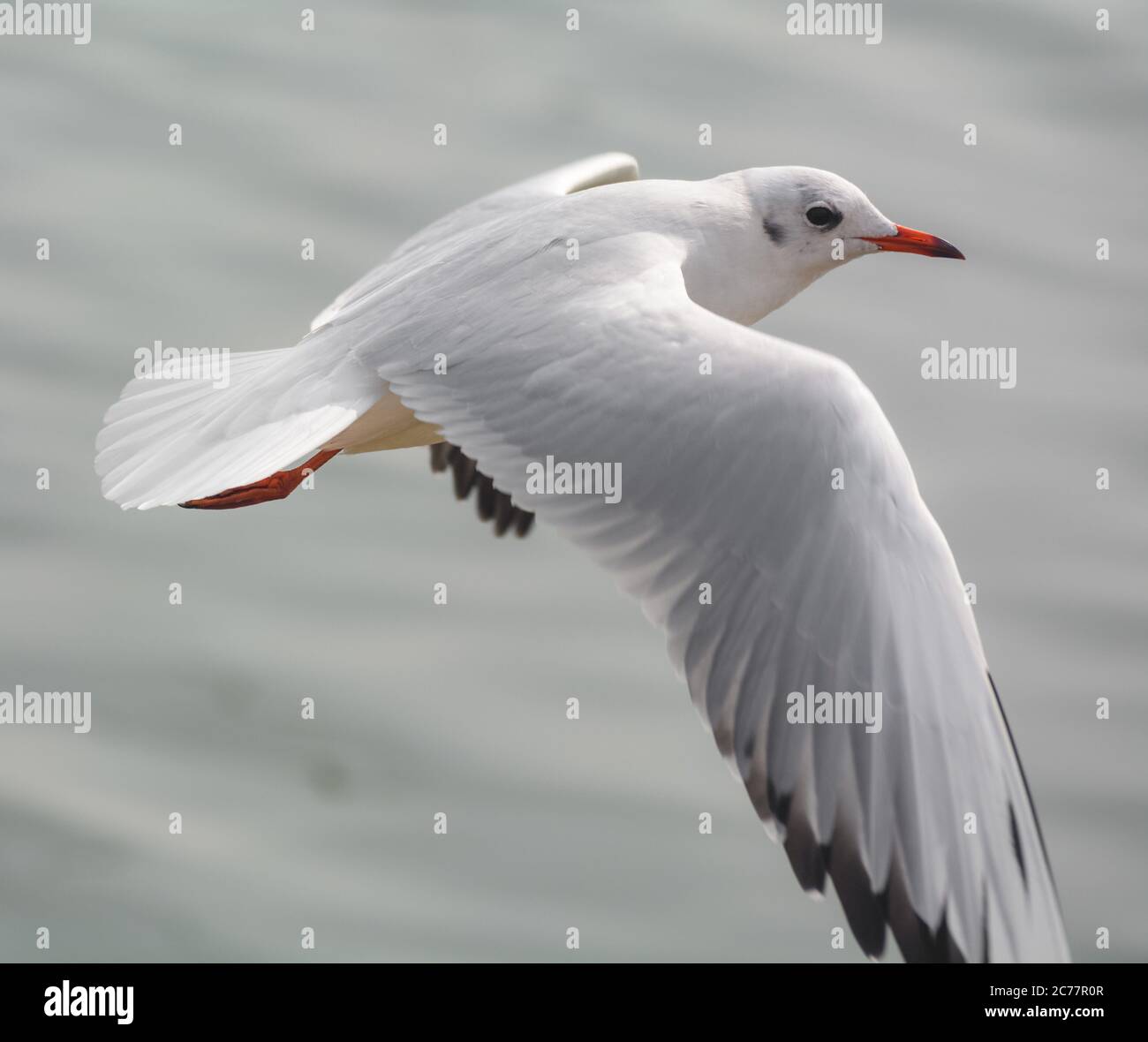 Un uccello di gabbiano che volano sopra l'oceano. Foto Stock