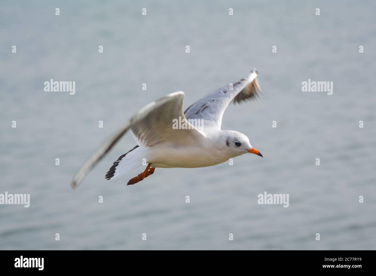 Un uccello di gabbiano che volano sopra l'oceano. Foto Stock