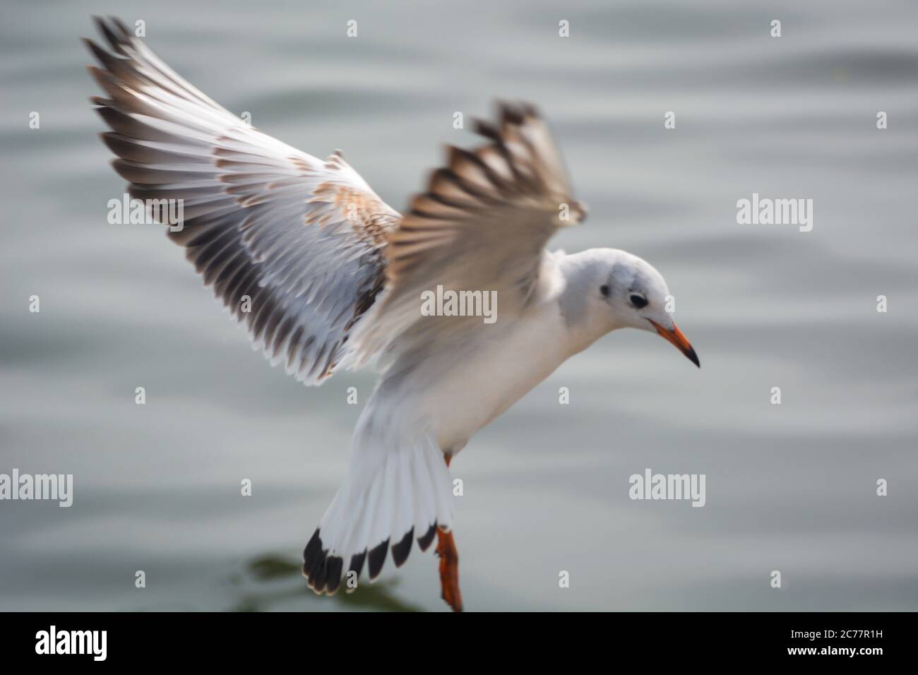 Un uccello di gabbiano che volano sopra l'oceano. Foto Stock