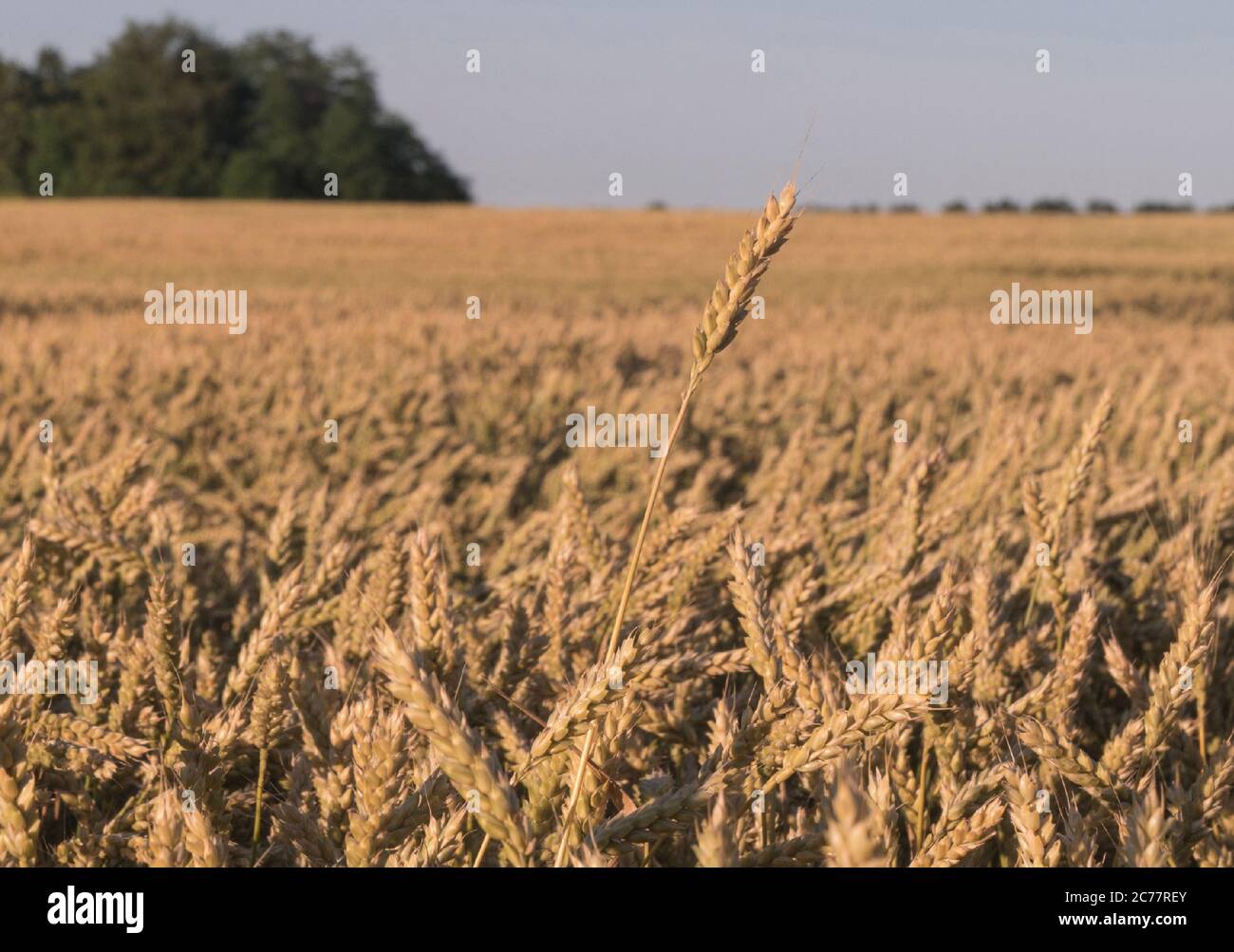 Un orecchio di erba selvatica al centro. Luce del sole e abbagliamento tra le erbe secche gialle. Messa a fuoco morbida. Foto Stock