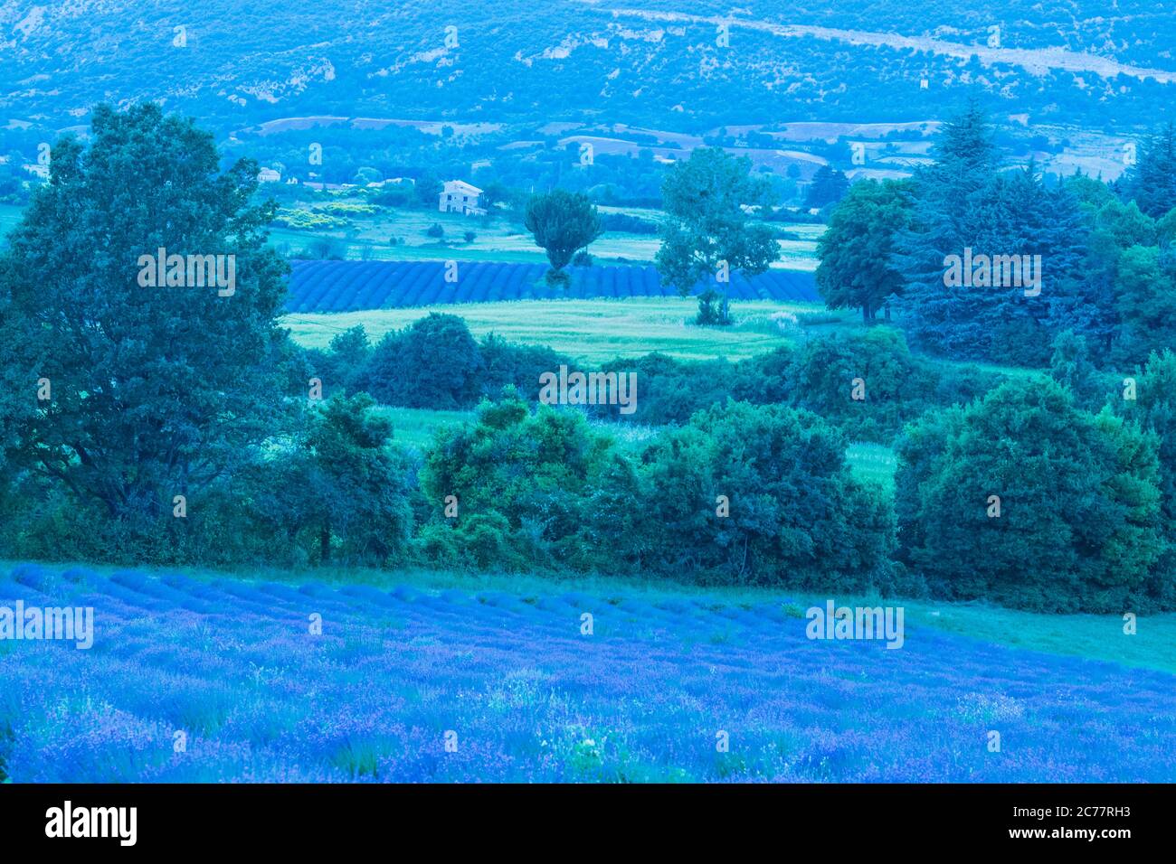 Campi di lavanda nei pressi di Sault , Provenza , in Francia Foto Stock