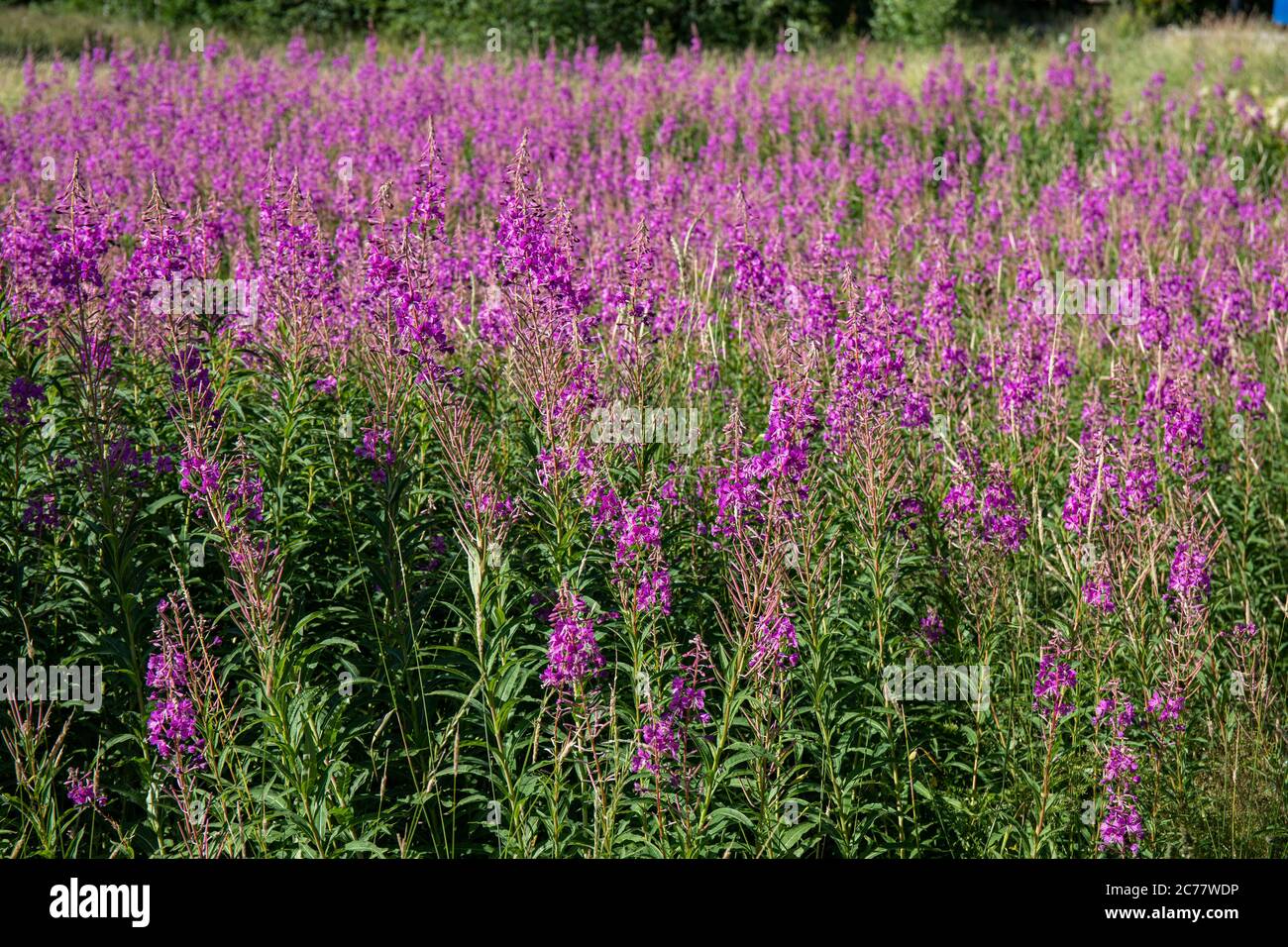 Campo pieno di Chamaenerion angustifolium, noto anche come alga o rosebay willowherb Foto Stock