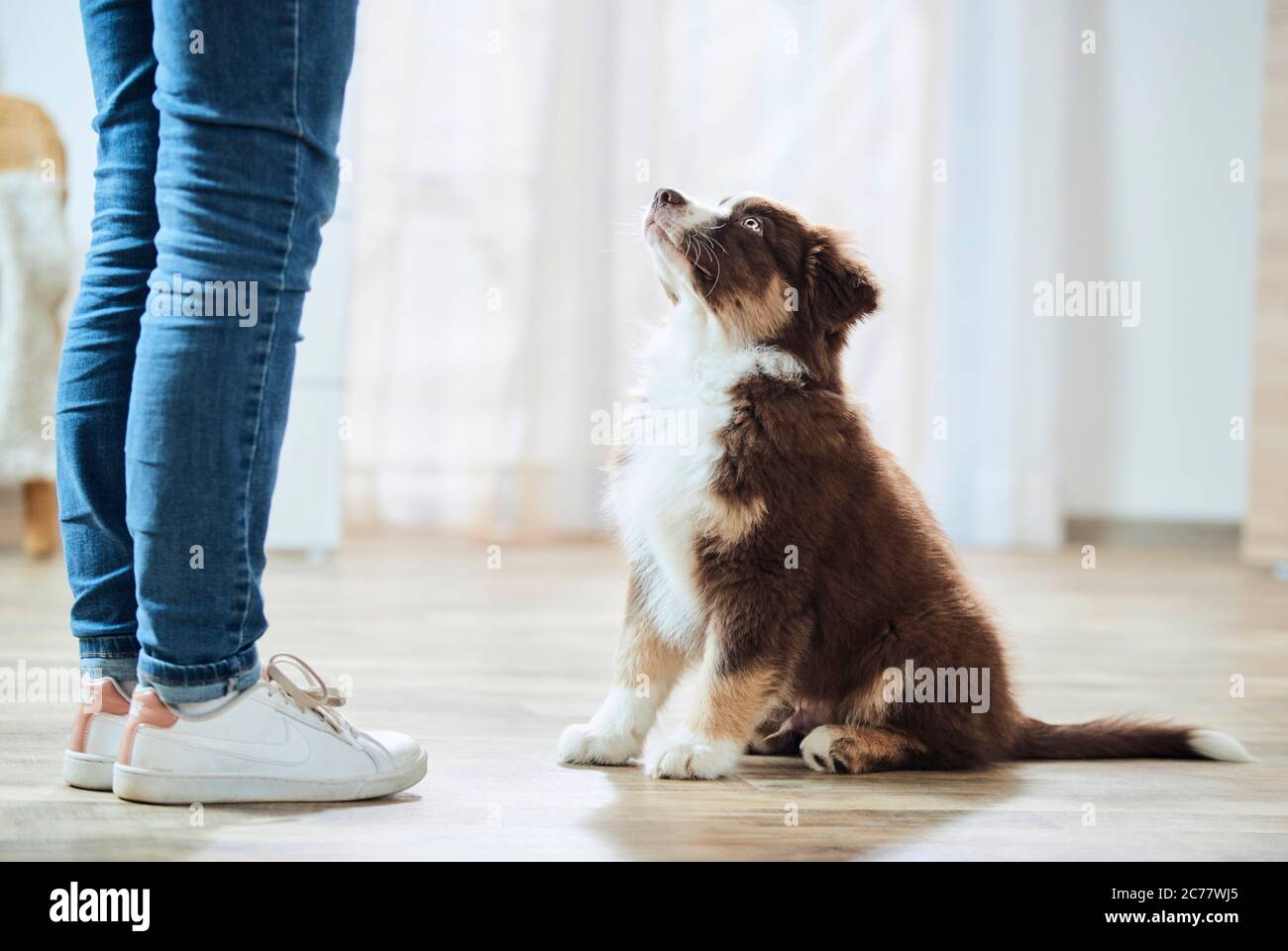 Pastore australiano. Cucciolo si siede di fronte ad un essere umano e lo guarda in su. Germania Foto Stock