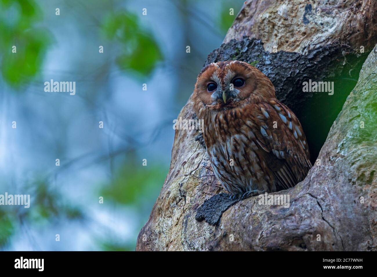 Allocco (Strix aluco) all'ingresso del suo nido in un foro ad albero. Germania Foto Stock