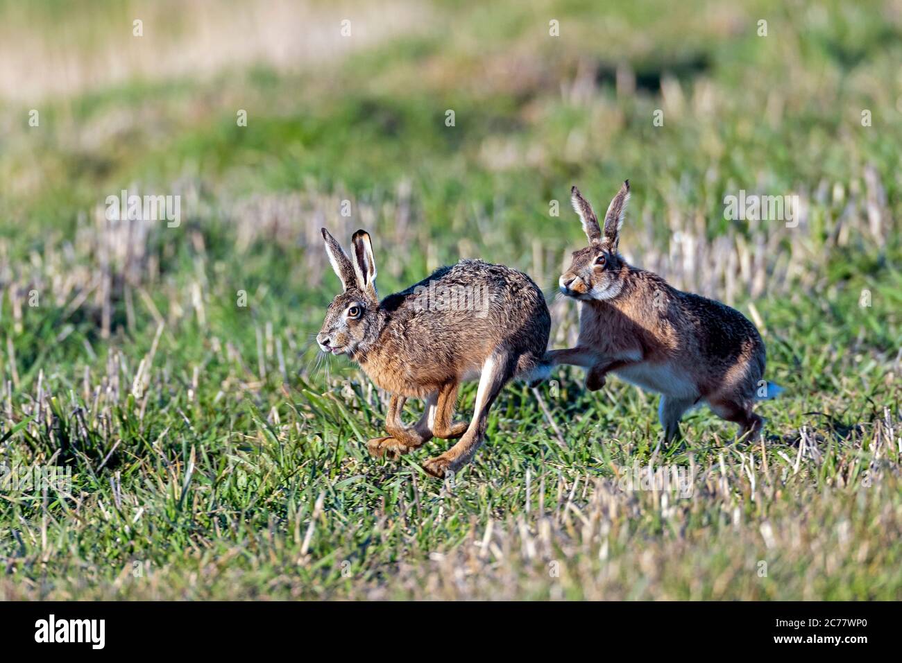 Lepre europea (Lepus europaeus). Femmina maschio che insegue in stagione di allevamento in sping. Germania Foto Stock
