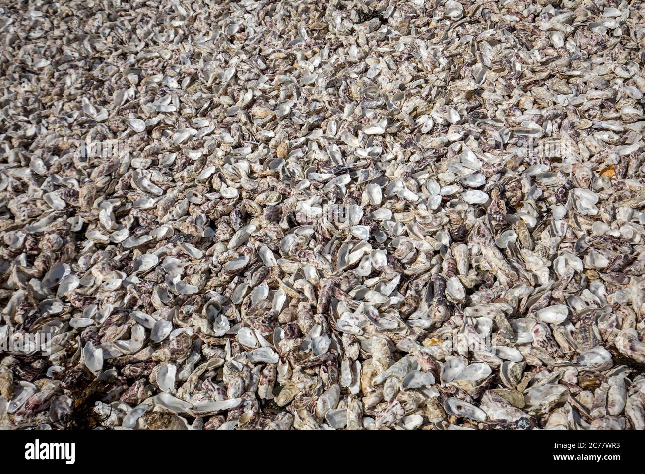 Migliaia di gusci vuoti di ostriche mangiato gettato sul pavimento del mare a Cancale, famoso per allevamenti di ostriche. Brittany, Francia Foto Stock