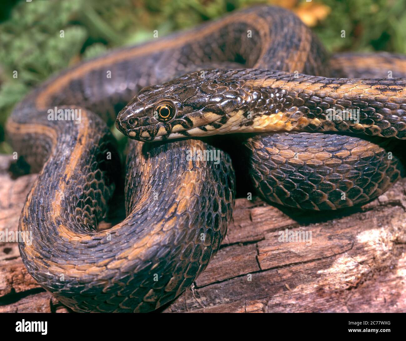 Serpente della scala (zamenis scalaris) che si basa su un ceppo. Camargue, Francia Foto Stock