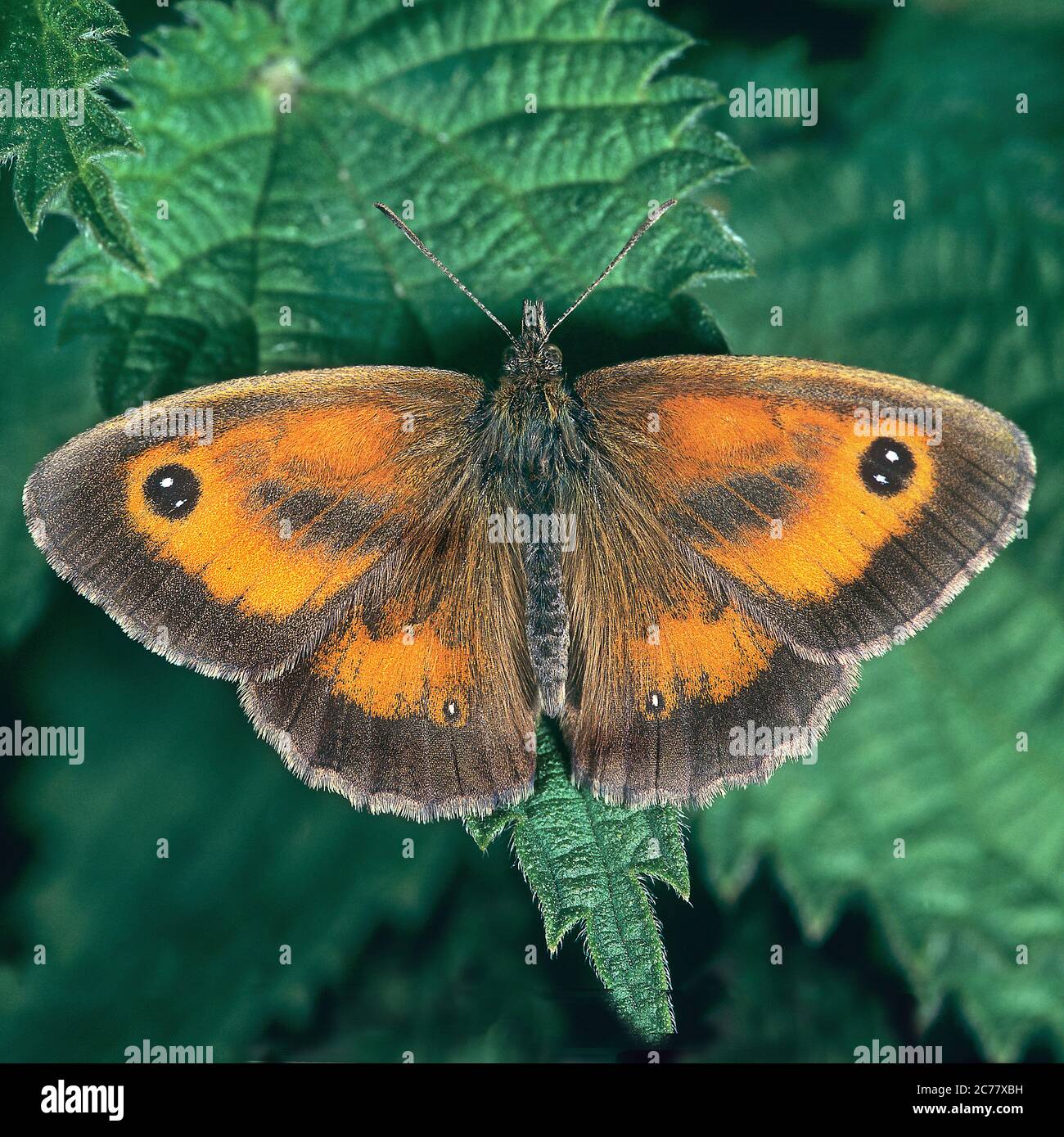 Portiere (Pironia tithonus). Farfalla su Nettle pungente. Gran Bretagna Foto Stock